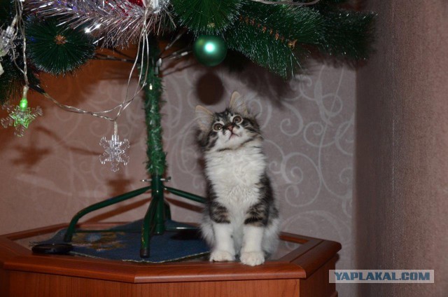 Котовторник наступил!:)