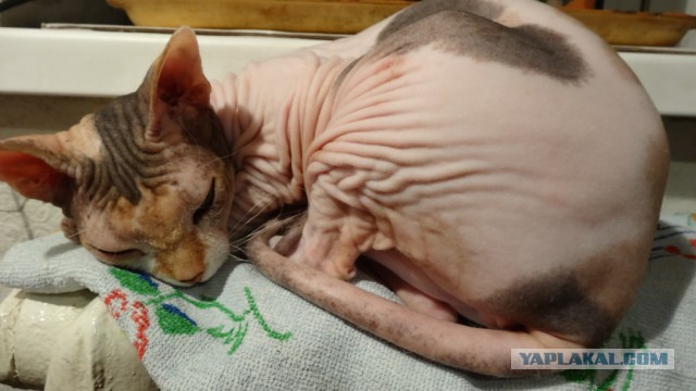 Котовторник 13.10.2015