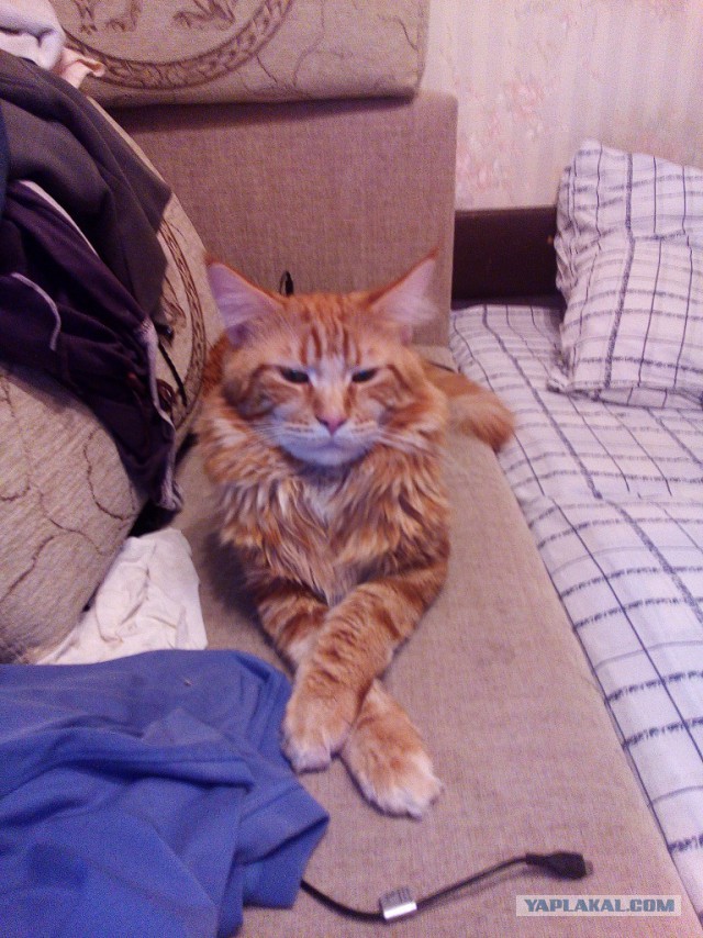Котовторник 03.11.2015
