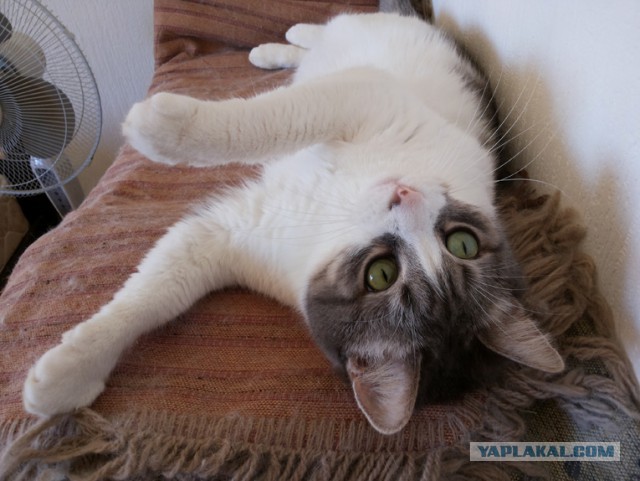 Котовторник  10.11.2015