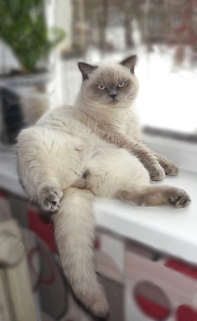 Пост невероятной кошачьей красоты. 25 фот.