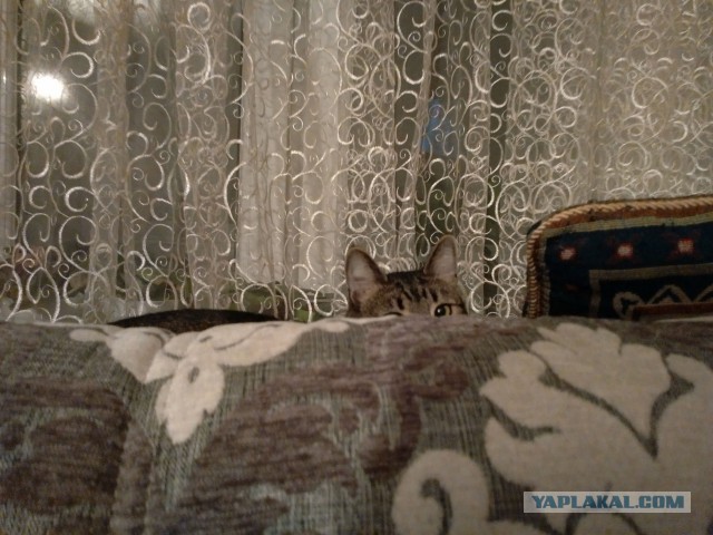 Котовторник 16.02.16