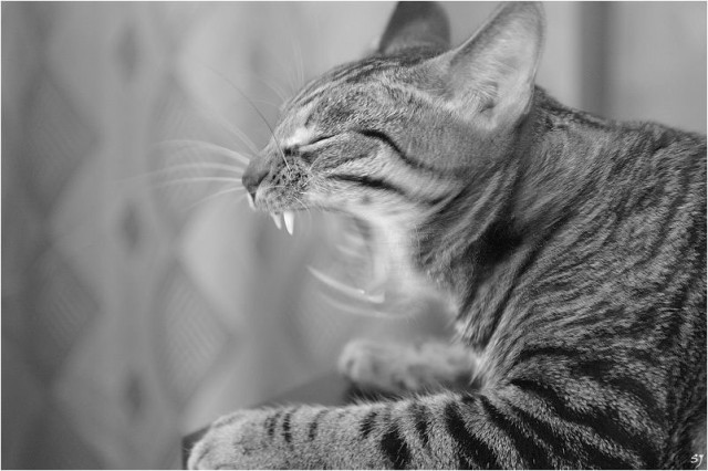 Коты, кошки, котята