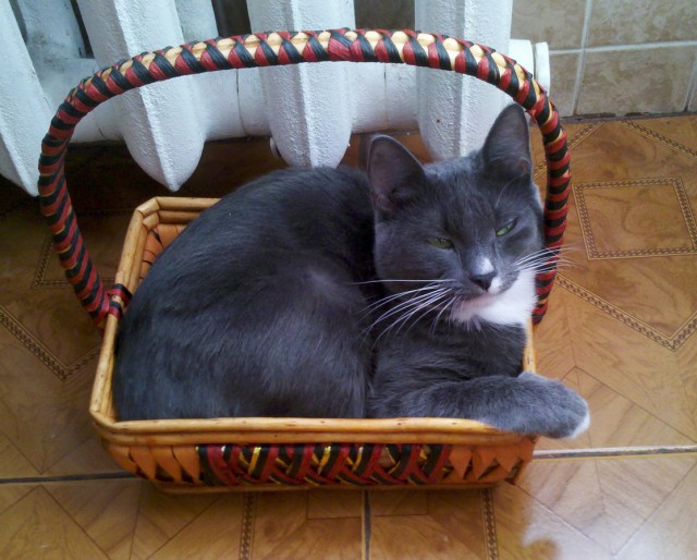 Выборка фотогеничных котэнов