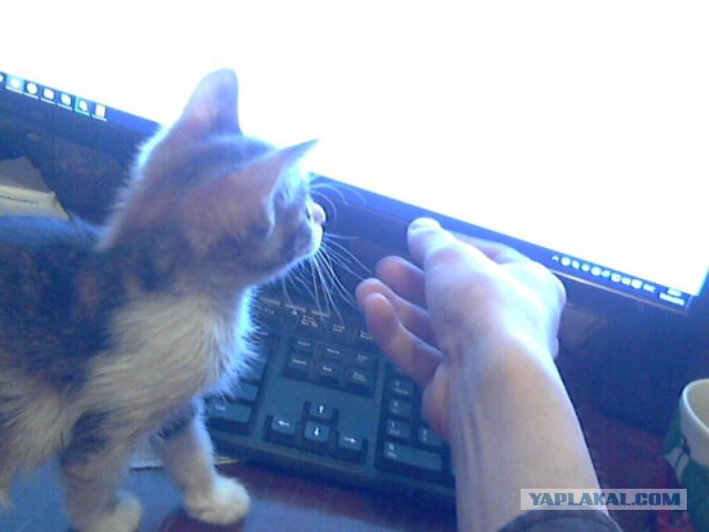 Котовторник 19.04.2016