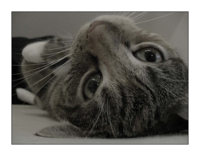 Котовторник на ЯПе (29.01)