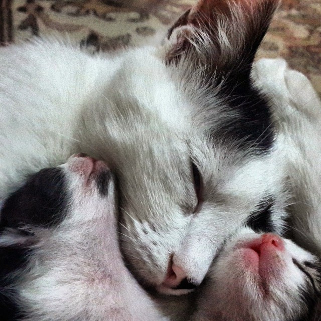 Коты из сети