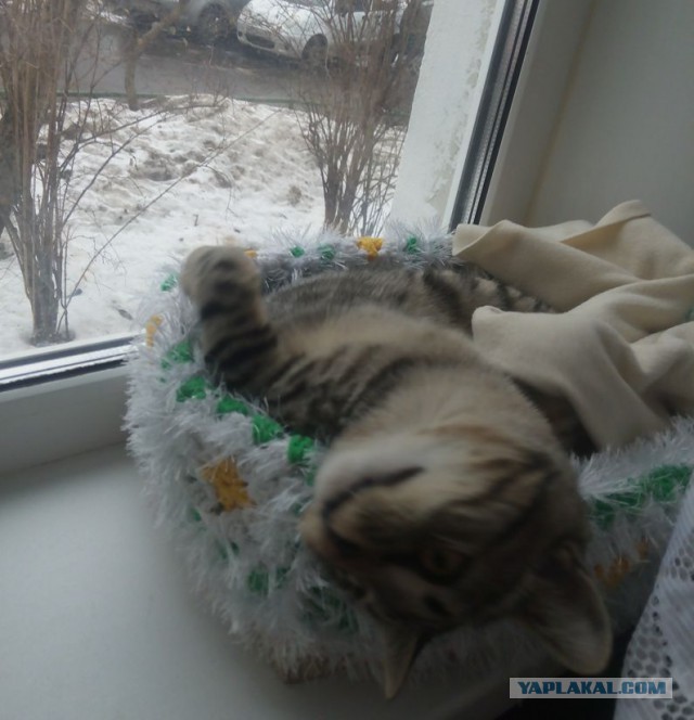 Кошкин день