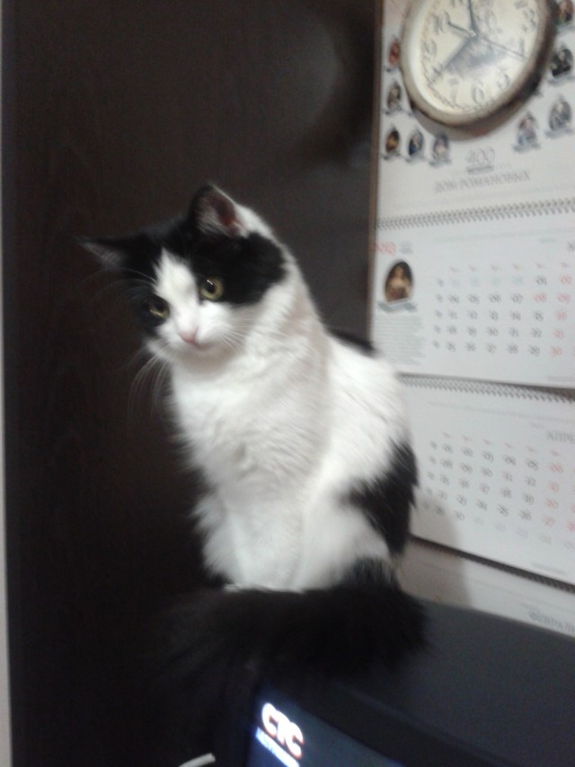 Коты и Кошки