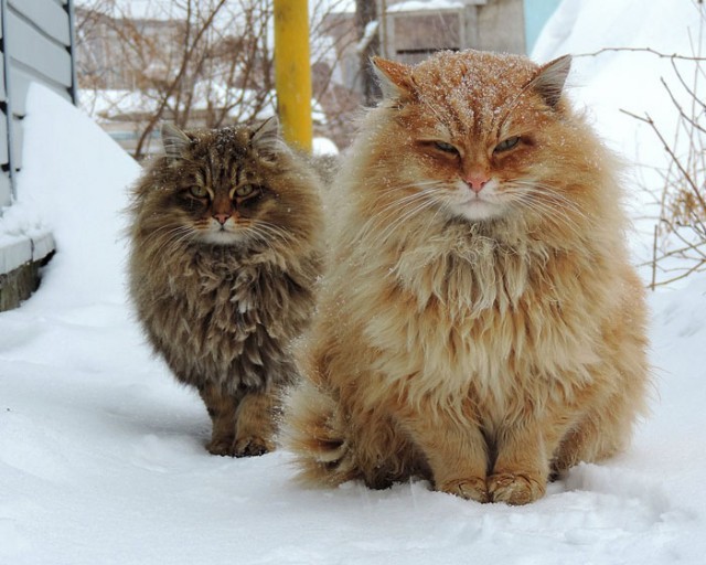 Коты и Кошки