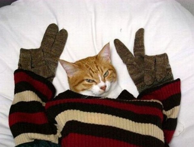 Коты и Кошки