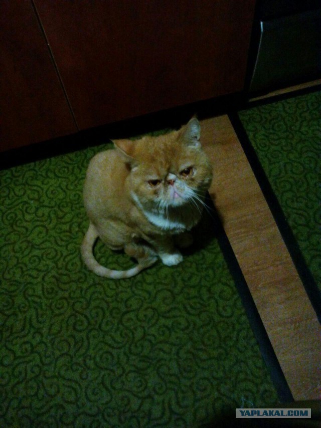 Котовторник 19.09.2017