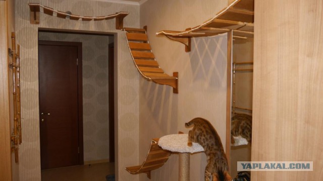 Джунгли зовут