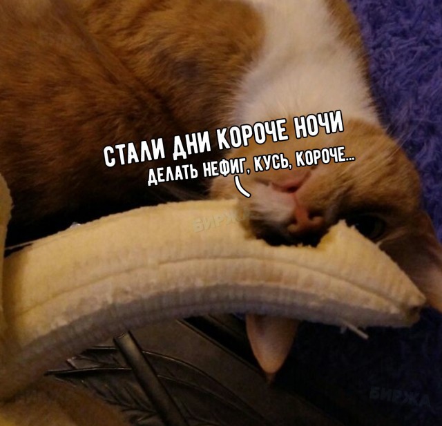 Коты и Кошки