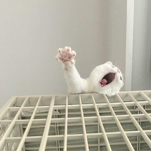 Прикольных котов пост