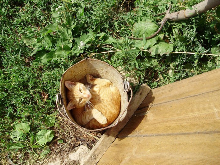 Котовторник 24.04.2018