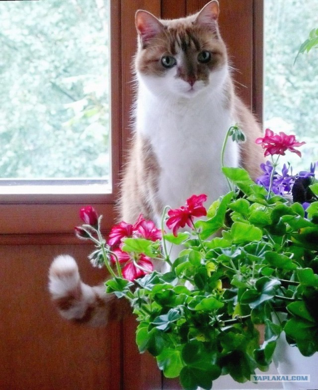 Котовторник  на  ЯПлакалъ