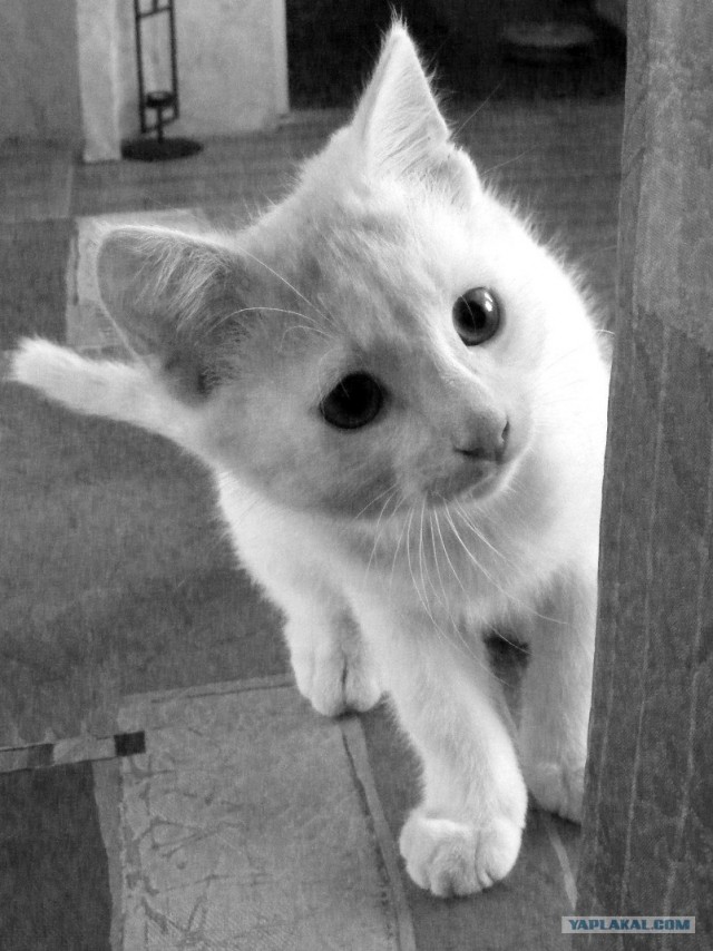 Внимание! На ЯПе КОТОВТОРНИК. 23.09.08.