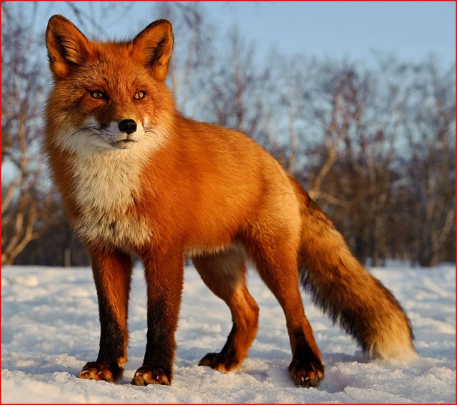 Живность из сети