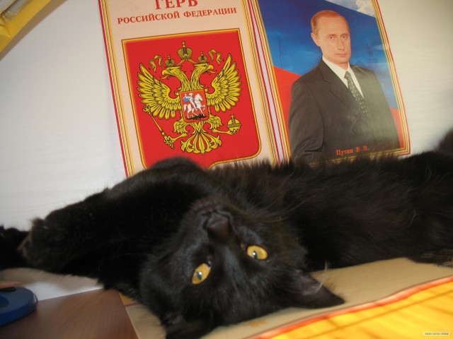Котовторник Вместе