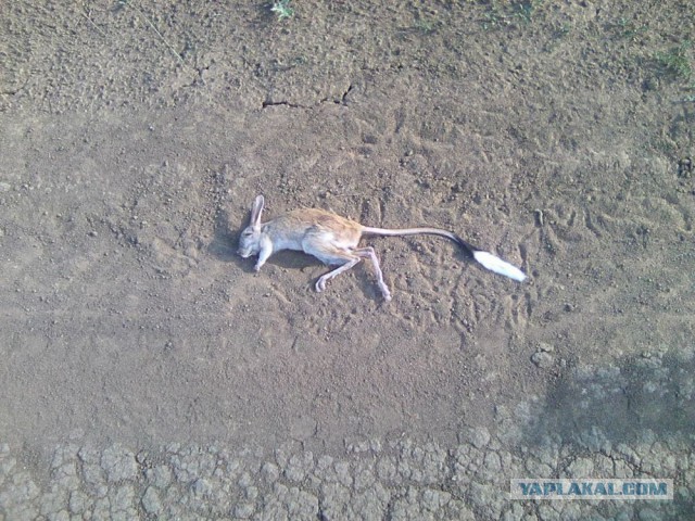 Командировка. В леса