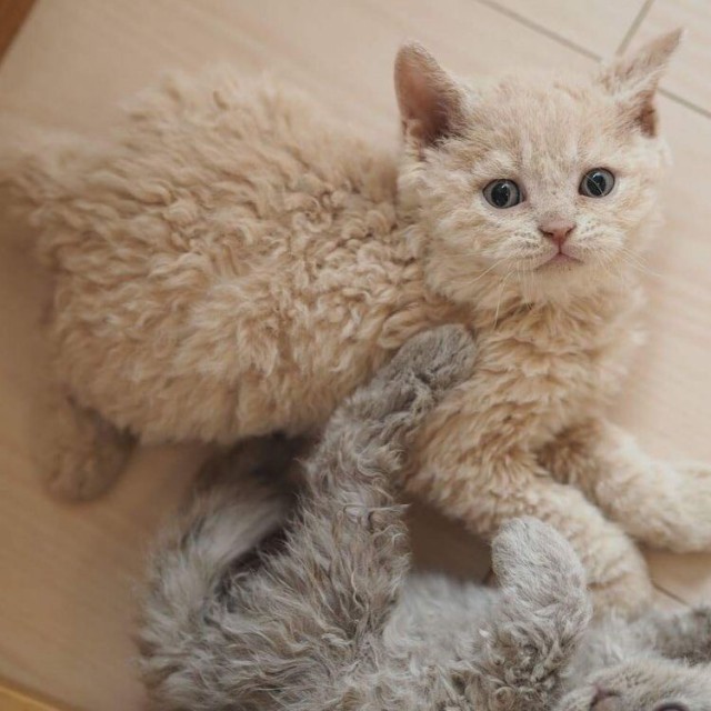 Немного милоты