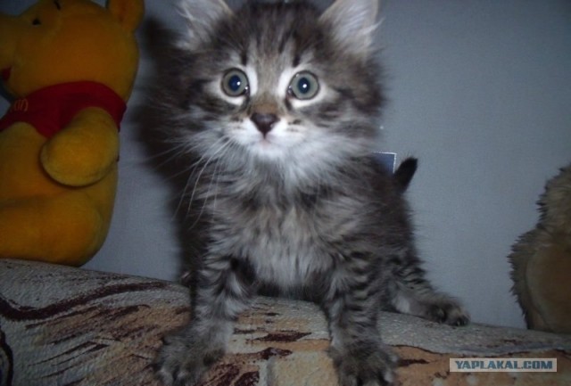 Котовторник, для любителей кошек