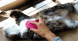 Сонный Котовторник