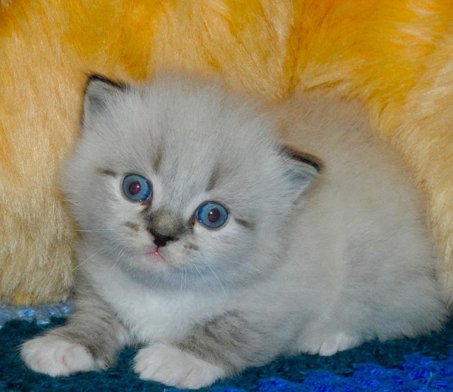 Котовторник 22.11.11