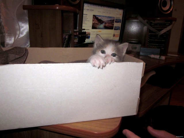 Котовторник 27.12.11