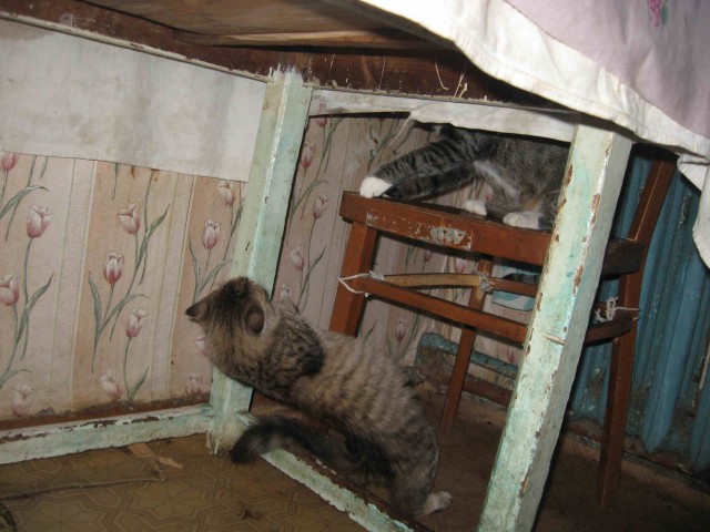 Котовторник (10.01.2012)