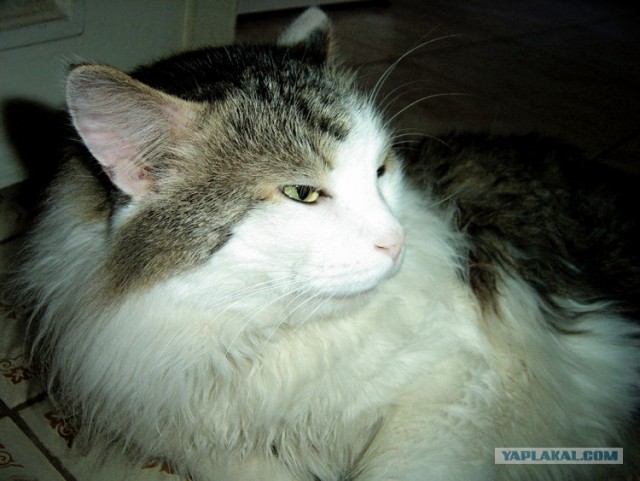 Котовторник (14.02.2012)