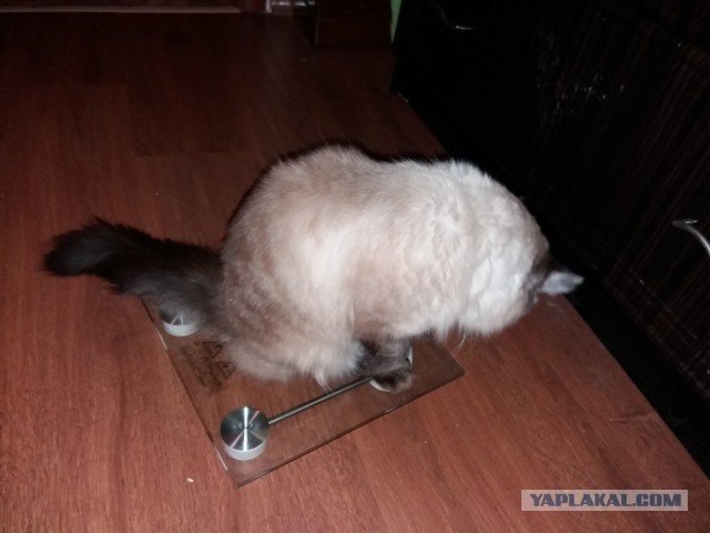 Котовторник 18.12.2018