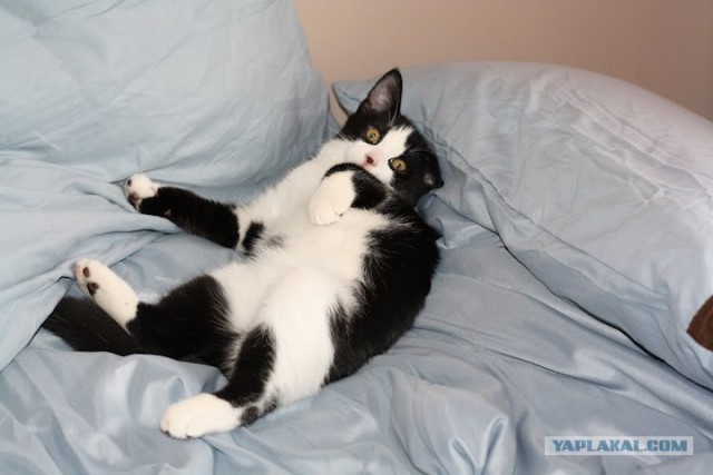 Котовторник! 13.03.2012