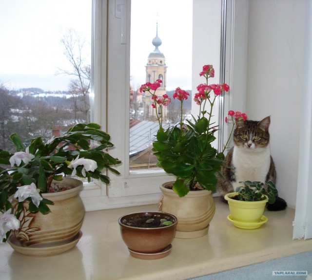 Котовторник 10.04.2012