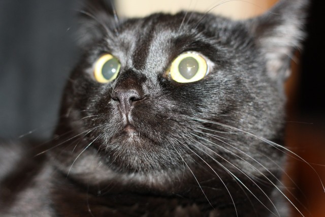 Котовторник на 26.06.12