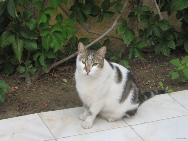 Котовторник 24.07.2012