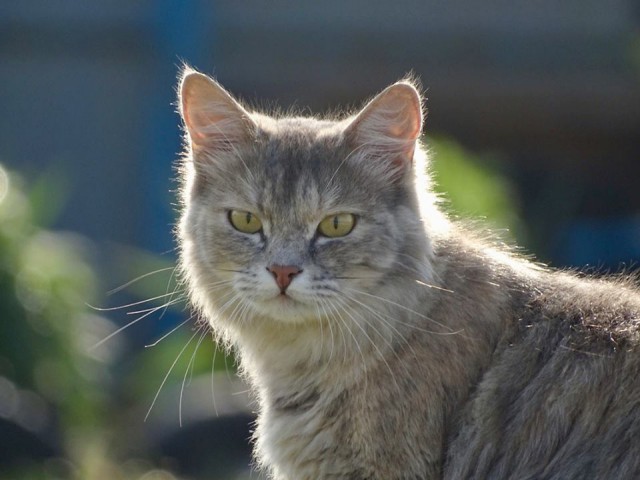 Вся красота уличных котов