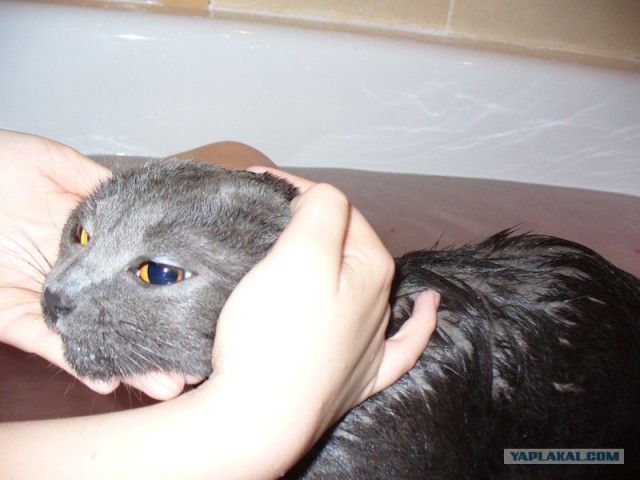 Котовторник 07.08.2012