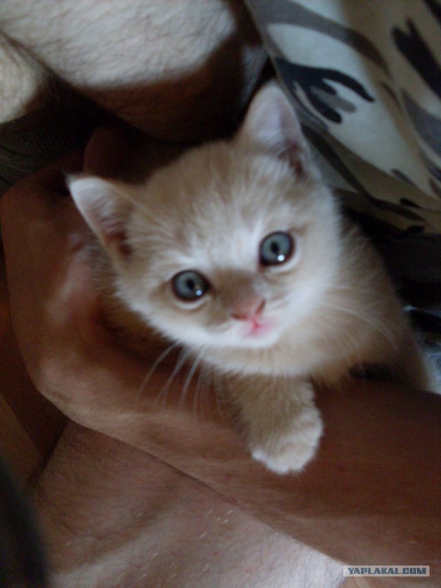 Котовторник  21.08.12