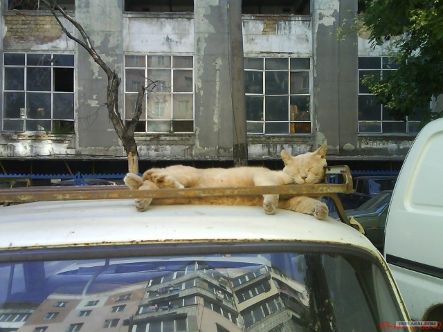 Котовторник 11.09.2012