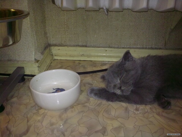 Котовторник  16.10.12