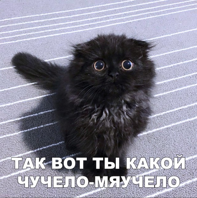 Забавные фото котеек
