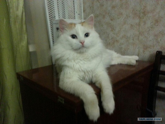 Котовторник 12.02.13