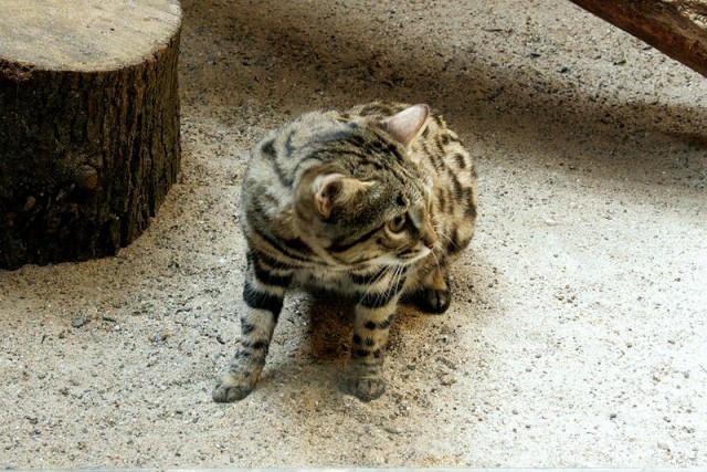 Дикий котовторник