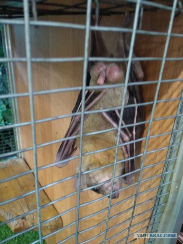 Летучая мышь