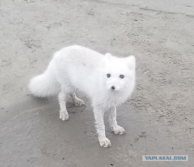 Уникальный терминал «Ворота Арктики»