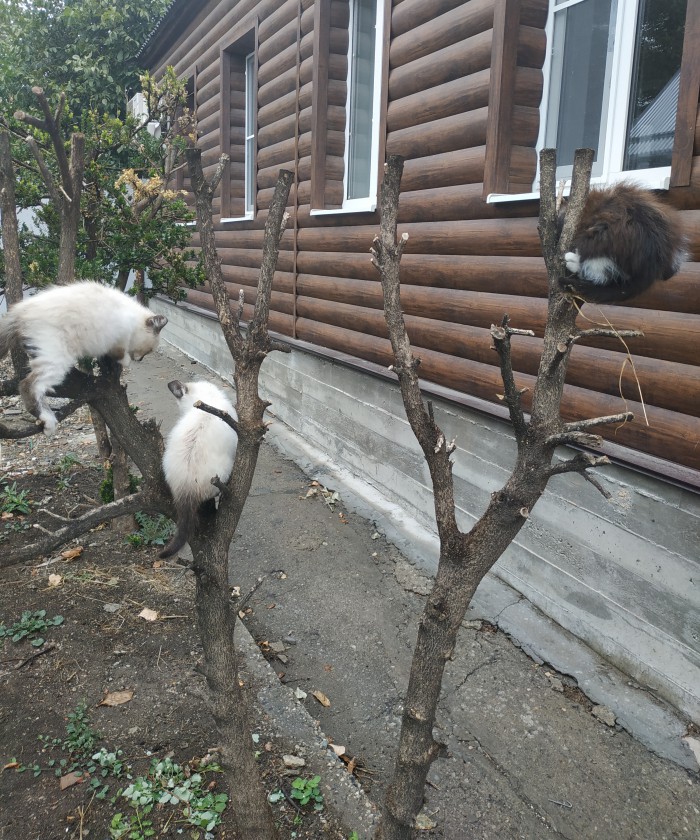 Котовторник 08.10.2019