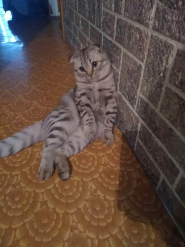 Забавные фото котеек