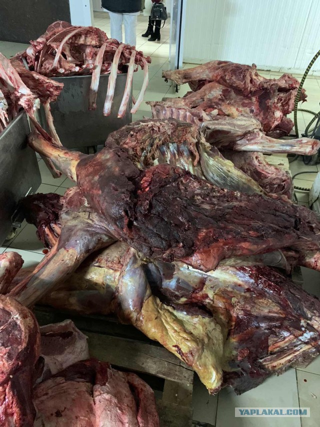 В детские сады Тольятти поставляли мясо мертвечины!